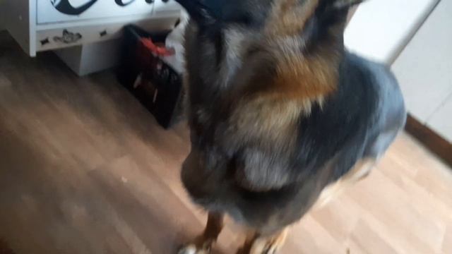Увидишь Демогоргона в
СВОЁМ ДОМЕ БЕГИ!!!(Овчарка Альфа говорящяя собака)