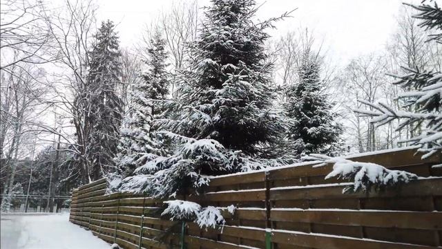 Прогулки зелёного медвежонка. №61, Зеленогорск, 30.01.2021 г.