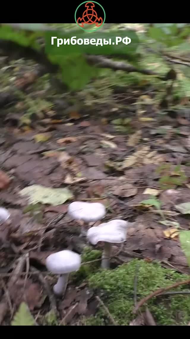 Паутинник бело-фиолетовый -Cortinarius Alboviolaceus