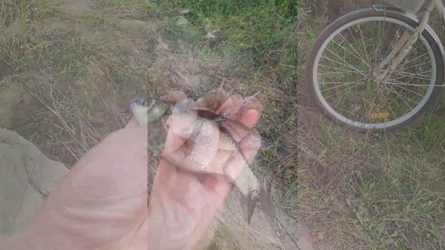 Ловля Ротана на Мормышинг🎣 Приманка Javastic. Мормышка 0,2 грамма. Клев хороший👍