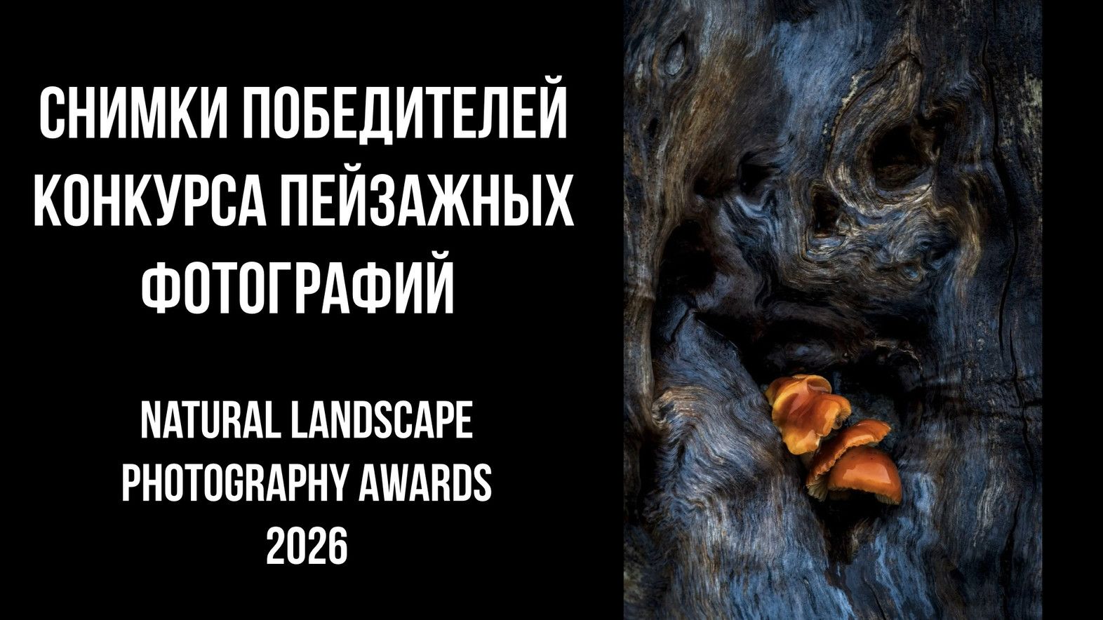 Снимки победителей конкурса пейзажных фотографий Natural Landscape Photography Awards 2026