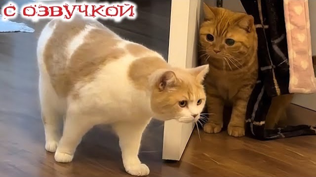 Приколы с котами! С ОЗВУЧКОЙ! САМЫЕ СМЕШНЫЕ ЖИВОТНЫЕ! Смешные коты и кошки! ТЕСТ НА ПСИХИКУ!
