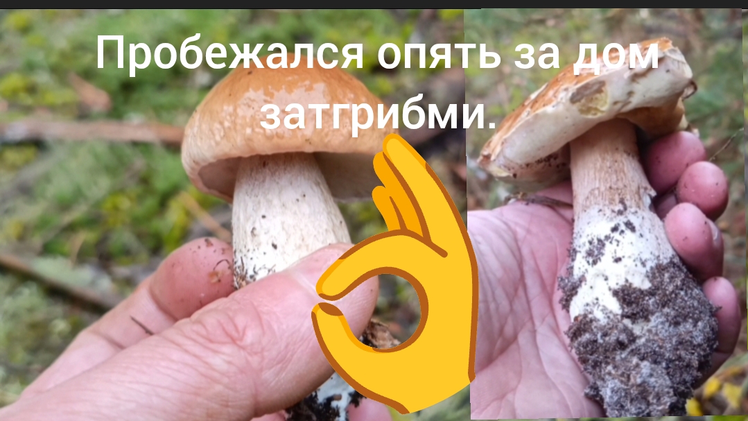 Сбегал за дом за грибами. 👌