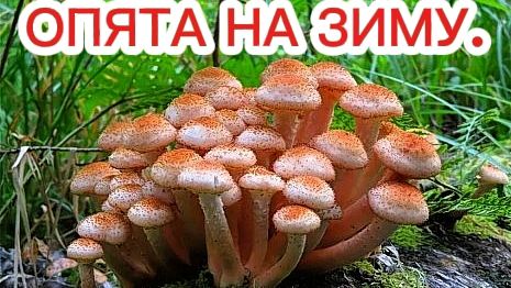Опята на зиму. Правильный рецепт!