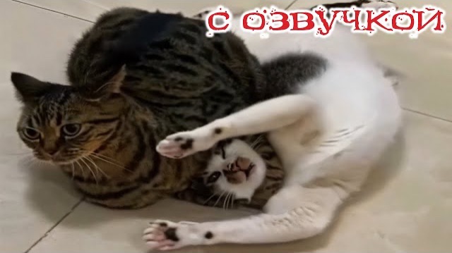 Приколы с котами! С ОЗВУЧКОЙ! СМЕШНЫЕ КОТЫ И КОШКИ! Смешные видео с животными! РЖАКА ДО СЛЕЗ!