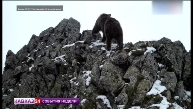 Жителей и гостей Северного Кавказа предупреждают о возможности встречи с медведями
