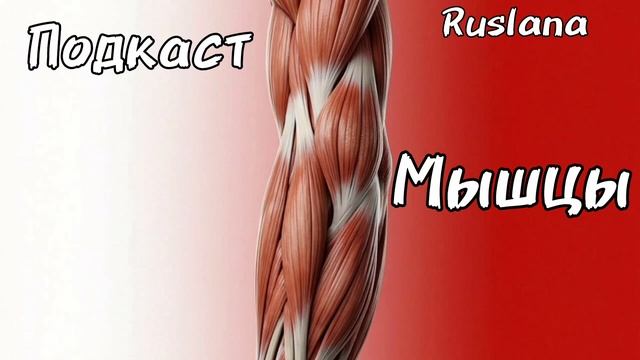 Мышцы в теле человека. Подкаст.
