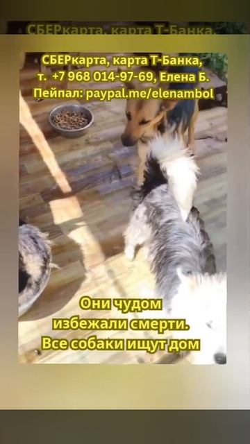 Бывшие узники..Стоят у сетки и ждут покушать..С надеждой смотрят в глаза..
Люди...остановитесь