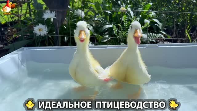 Идеальное птицеводство достойно восхищения 🐓🦆🦢🦚🦃🐔 эпизод (560)