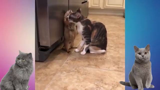 Приколы с кошками