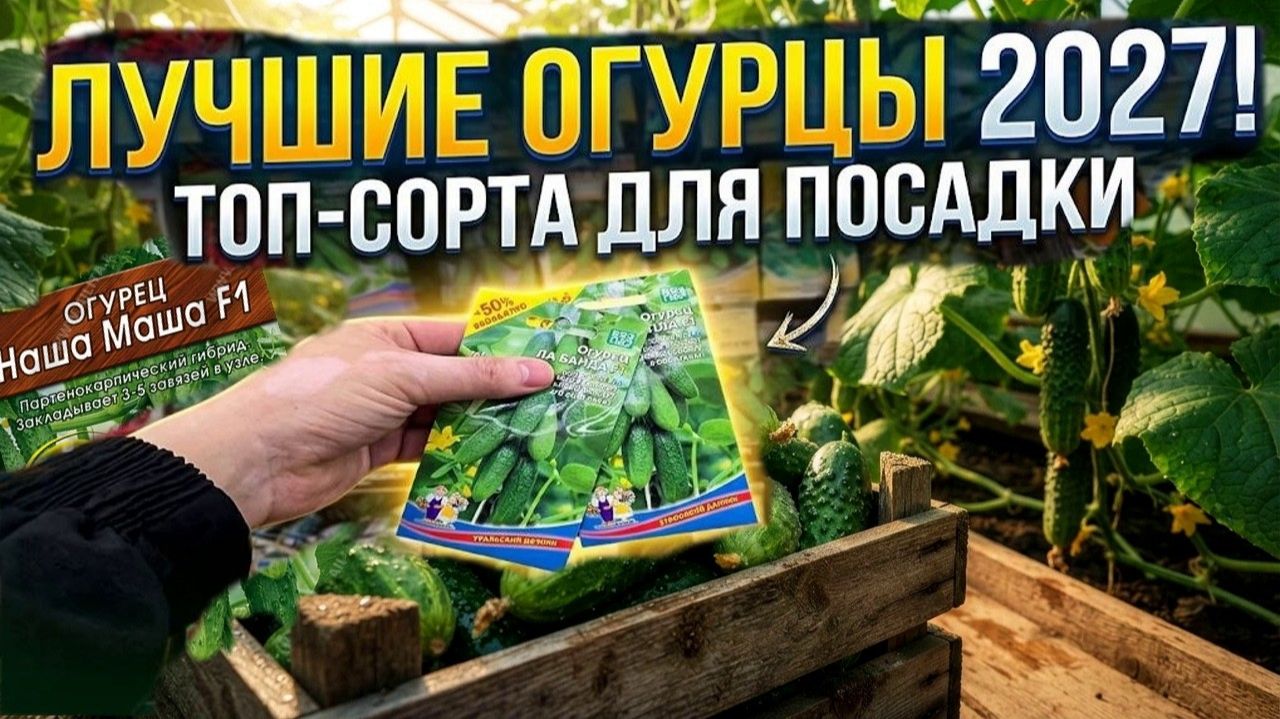 ТОП-6 сортов огурцов 2027 Самые урожайные сорта огурцов для рекордного урожая [get-save.com]