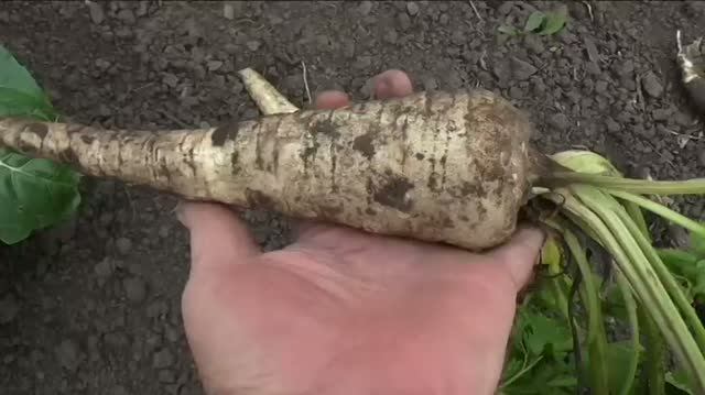 Пастернак, итоги сезона по сортам.