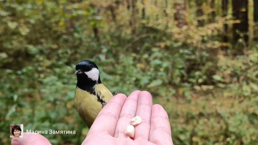 Экотерапия.