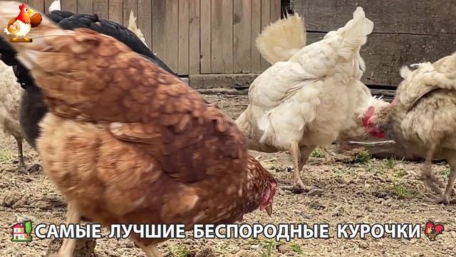 Цыплята и Курочки селяночки лучшие беспородные несушки 🥚 (522)