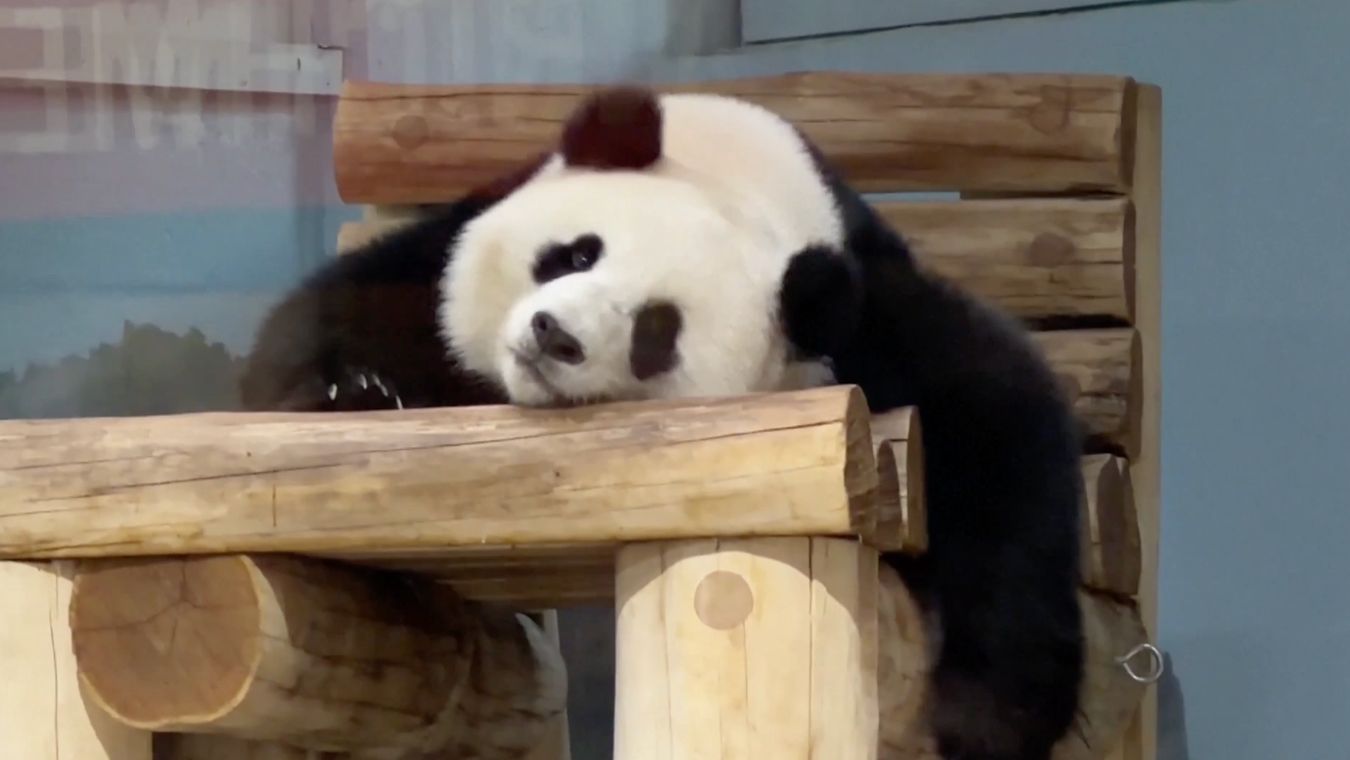 🐼«Они объединяют людей»: как панды помогают сближению Китая и США