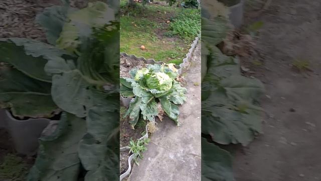 Экскурсия по даче, которую скоро покинем навсегда...