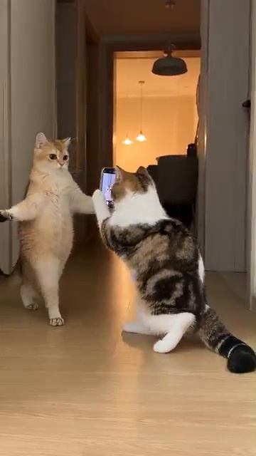 Присоединяйтесь к веселью! Loonycat, тренд дня, смешной кот, танцующий кот