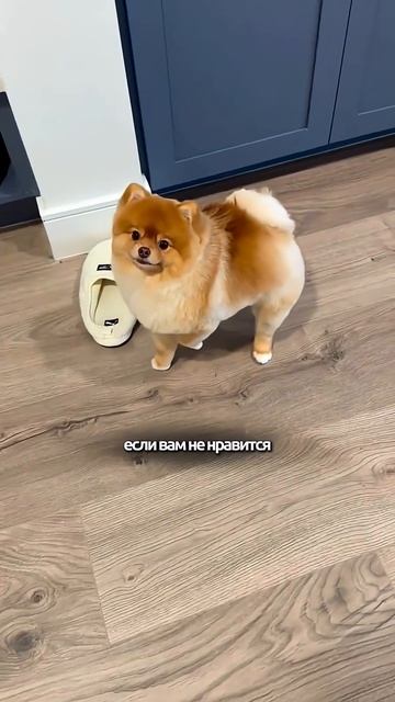 Кому не подойдет шпиц #кинолог #собака #охранадома #животные #суперсобака #собаки #история #топ