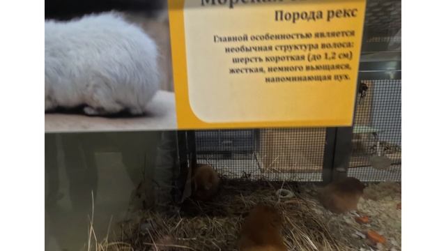 Морская свинка породы Рекс