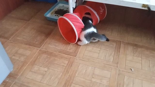 Влог.Бусик играет 🐱🥴🐈 #влог #игры #коты