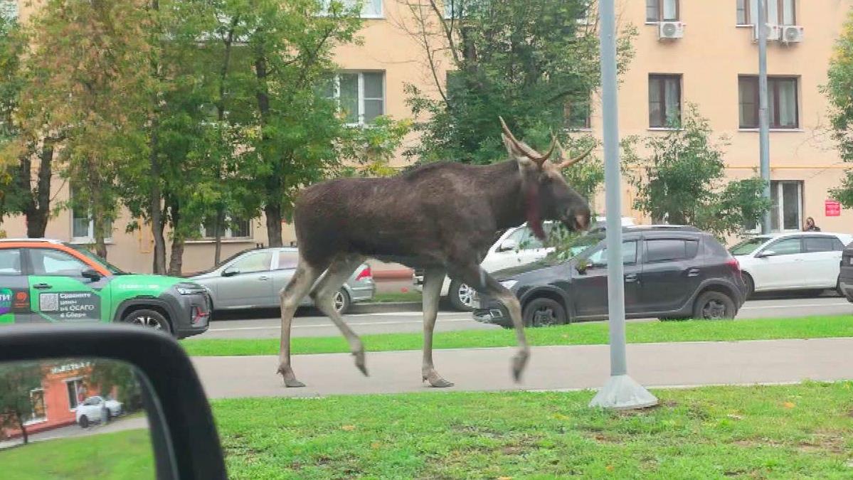 С началом осени резко возрастает риск ДТП с дикими животными.