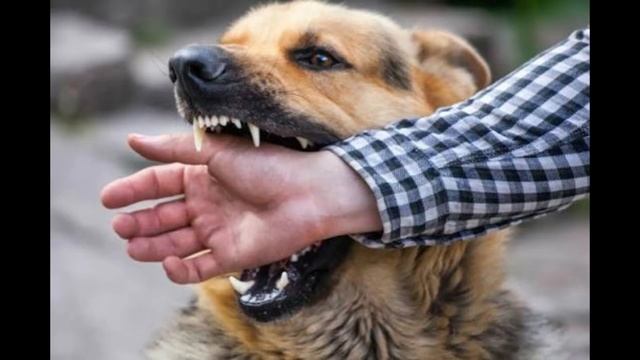 28 сентября - Всемирный день борьбы против бешенства