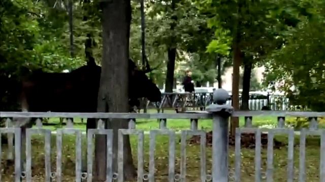 Здоровый лось гуляет в Измайлове