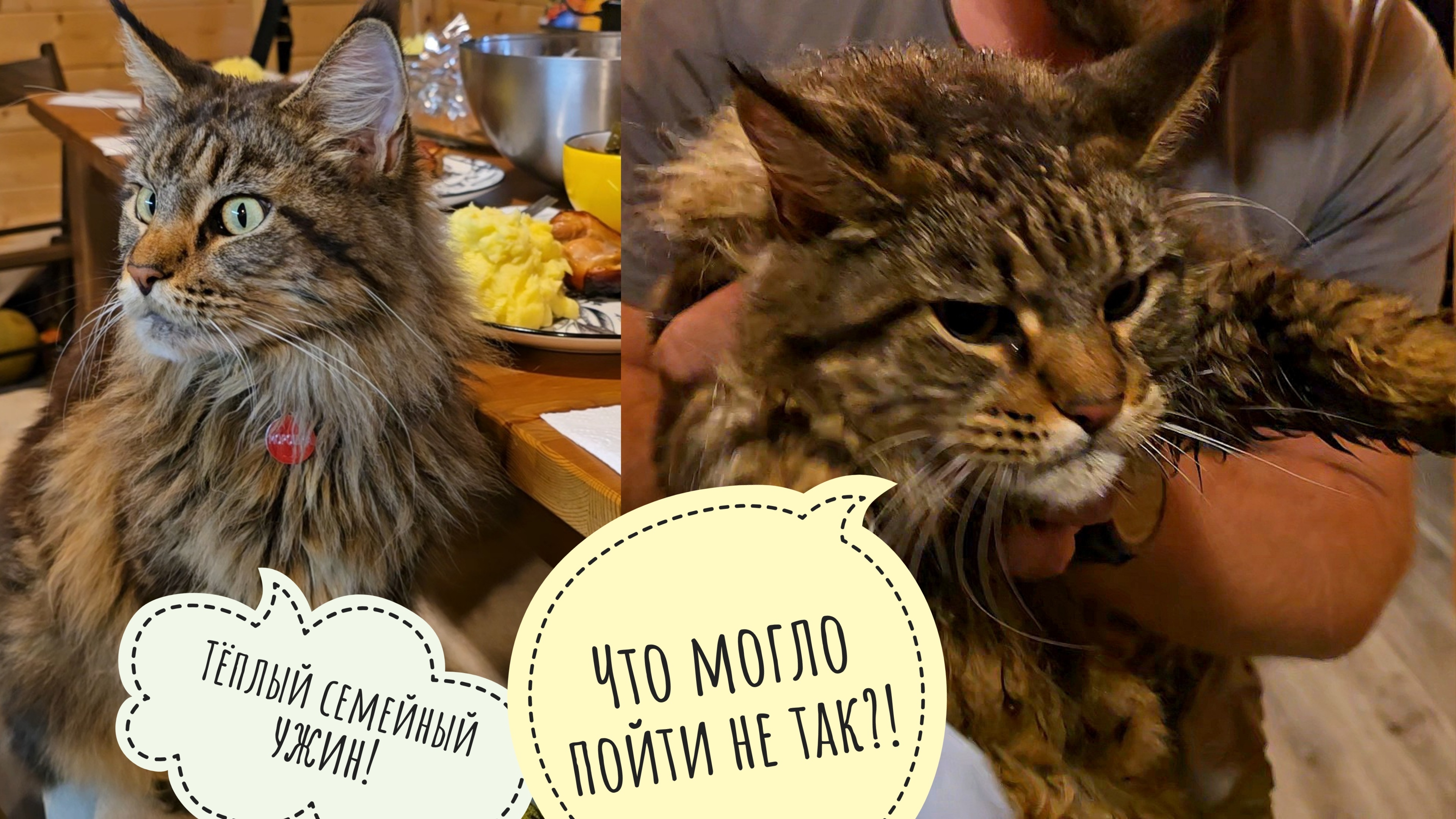 Кошка Морошка ушла погулять - ну и что? Ночь, улица, фонарь, Морошка...