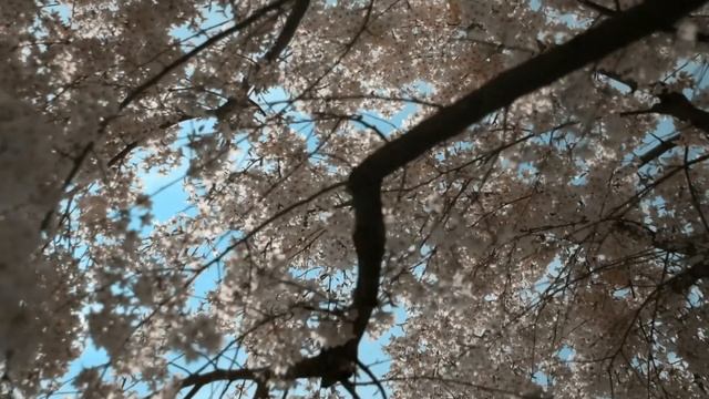 🎵 Л.В. Бетховен - К Элизе - Beethoven - Fur Elise. Невероятно красивая музыка. Вечная классика
