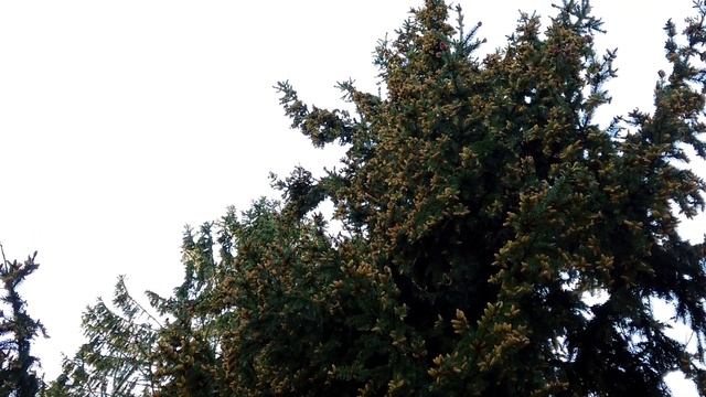 Прогулки зелёного медвежонка. №78, Зеленогорск, 22.05.2021