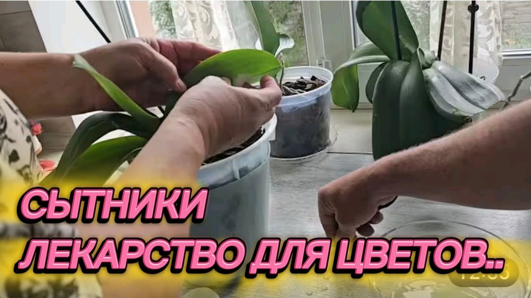 САМВЕЛ АДАМЯН, СЫТНИКИ, ЛЕКАРСТВО ДЛЯ ЦВЕТОВ..