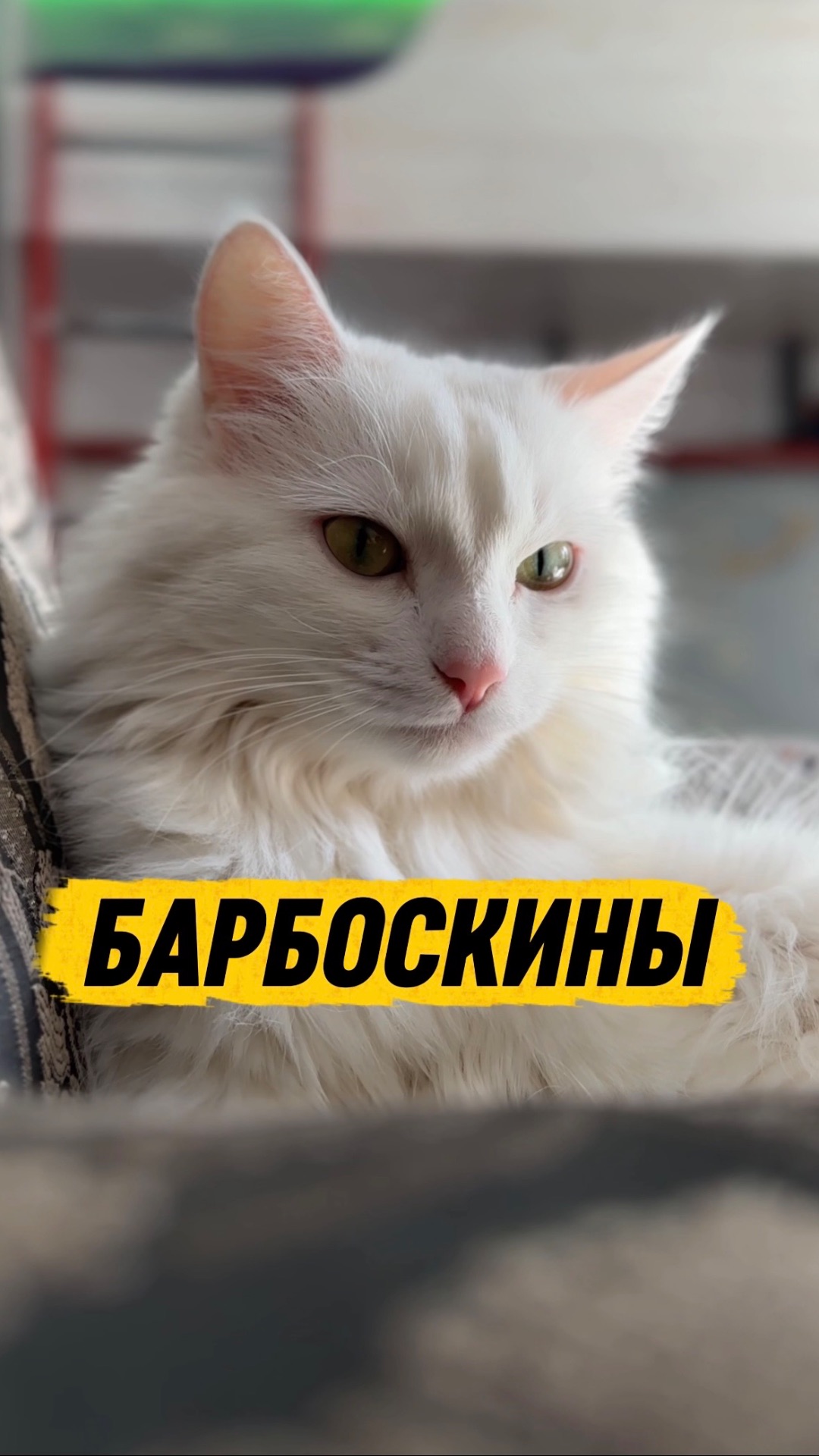 НЕ СМОТРИ ИХ НОЧЬЮ #кот #кошка #животные #ужасы #страшно #барбоскины