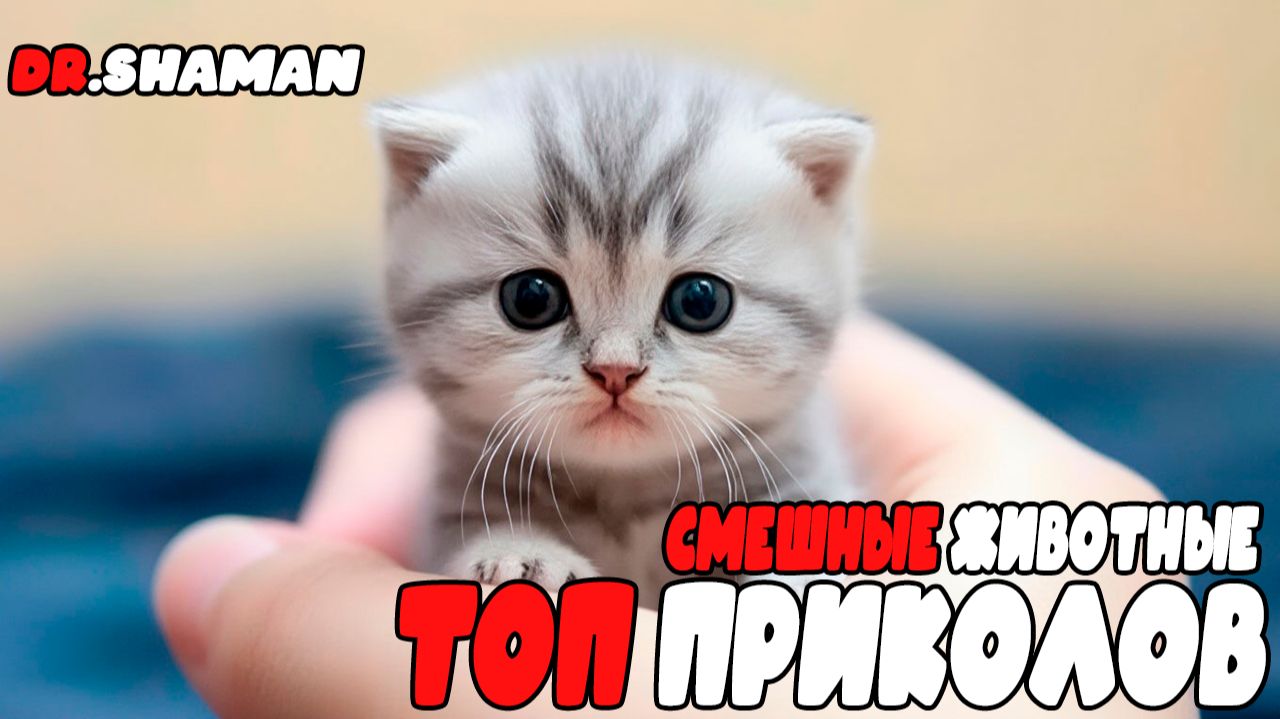ТОП ПРИКОЛОВ 😹 СМЕШНЫЕ КОШКИ И СОБАКИ | СМЕШНЫЕ ЖИВОТНЫЕ 😹 ЛУЧШИЕ ПРИКОЛЫ DR.SHAMAN
