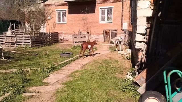 Дамы дерутся грациозно
