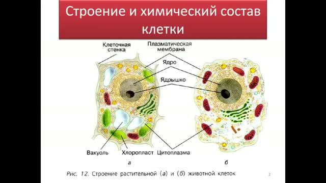 9 кл. Строение и химический состав клетки
