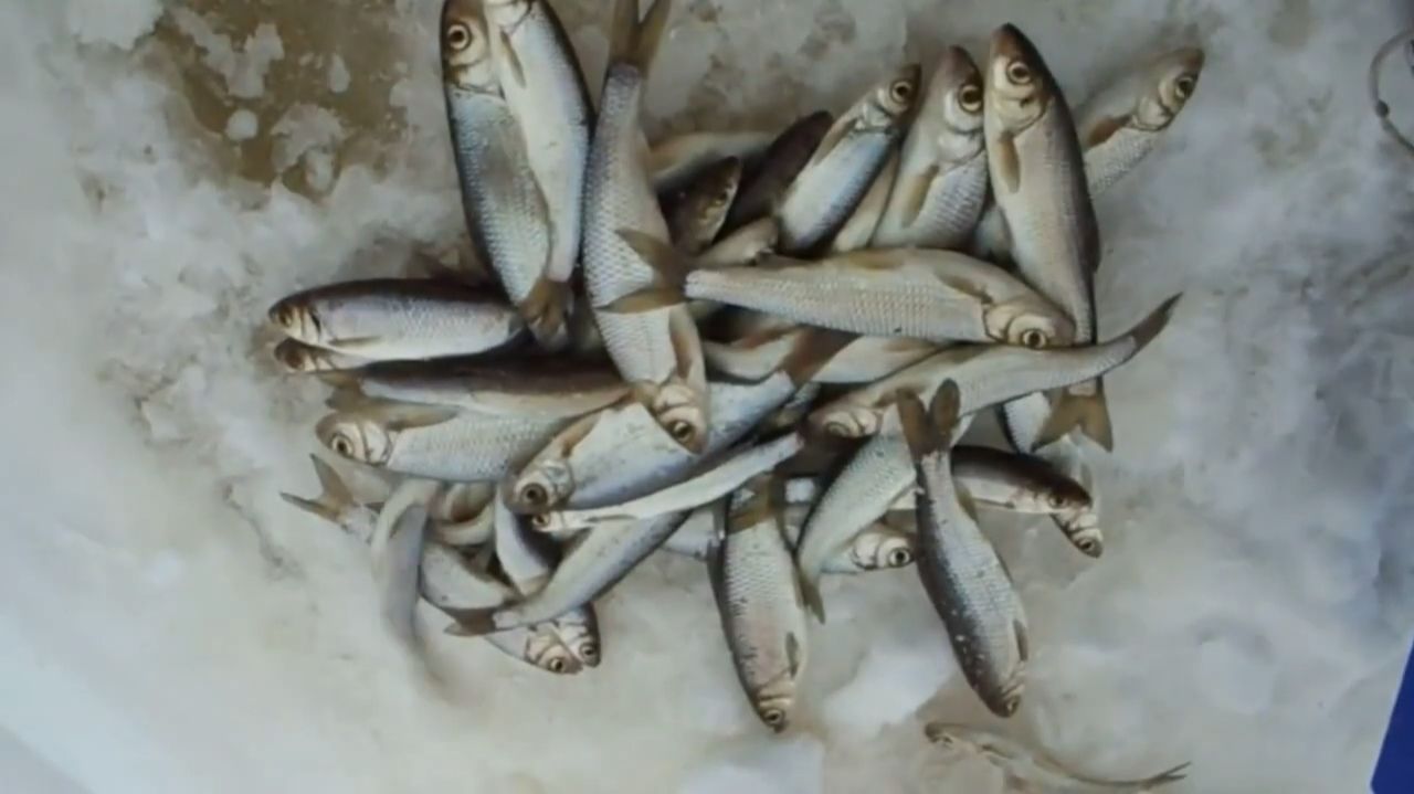 Рыбалка на мормышку зимой,ловля ельца в палатке,зимняя рыбалка на чернобыльник