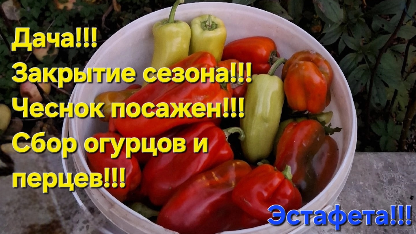 Дача !!! Сезон закрыт!!! Чеснок посажен!!! Огурцы, перцы, кукуруза собраны!!! Эстафета!!!