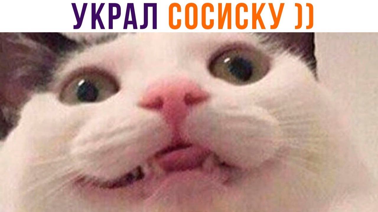 ПОВЕЗЛО-ПОВЕЗЛО)) Приколы с котами