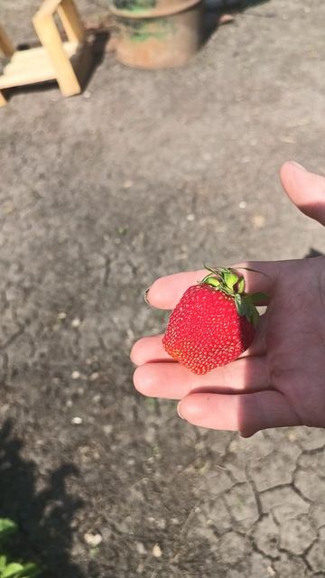 Клубника красота