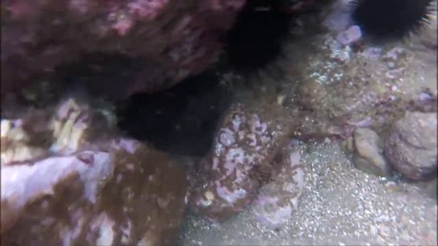 Владивосток  Море  Ерши