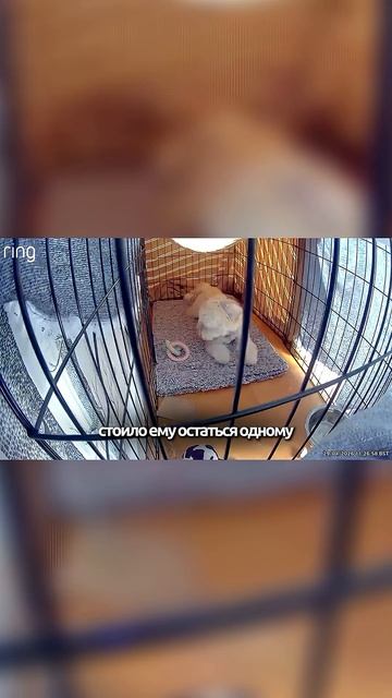 Из воющей собаки в спокойную дрыхнущую #кинолог #собака #охранадома #животные #суперсобака #собаки