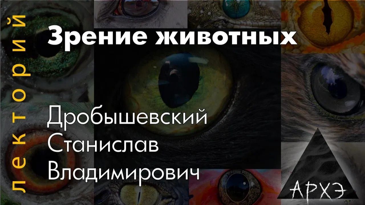 Станислав Дробышевский: Зрение животных