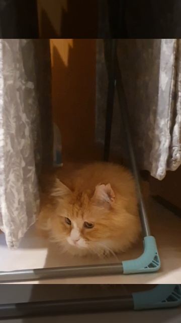 Патрюша🥰 #кот #музыка