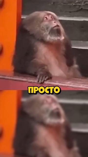 душнила
