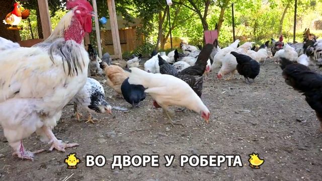 Содержание кур в домашних условиях и животных во дворе у Роберта 🐣🐤🦆🐔🪿🦃 (6)