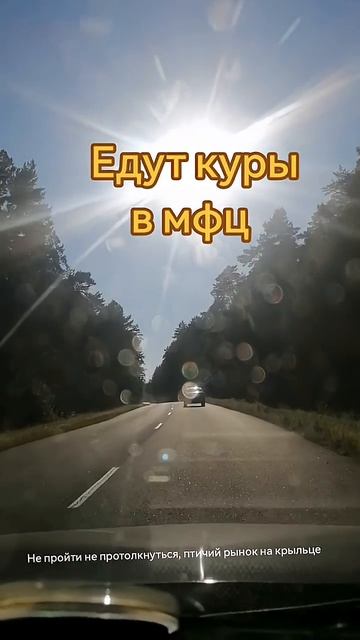 едут куры в мфц
