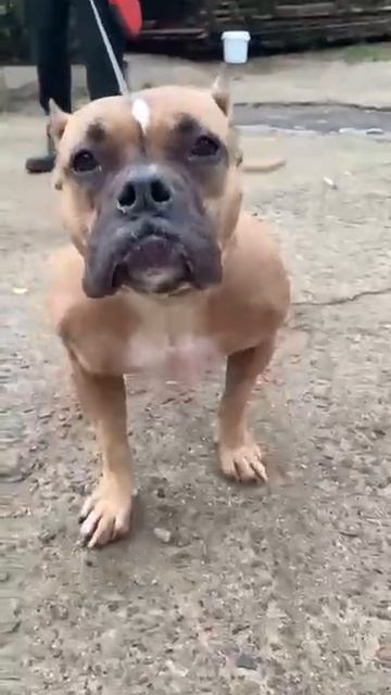 rutube.ru