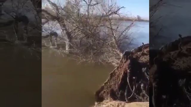 дерево с корнем ушло в реку