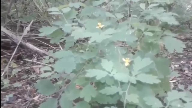 Лечебные растения