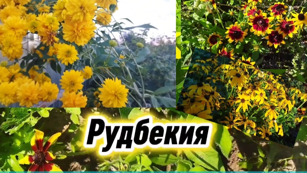Как вырастить роскошную рудбекию на своём участке